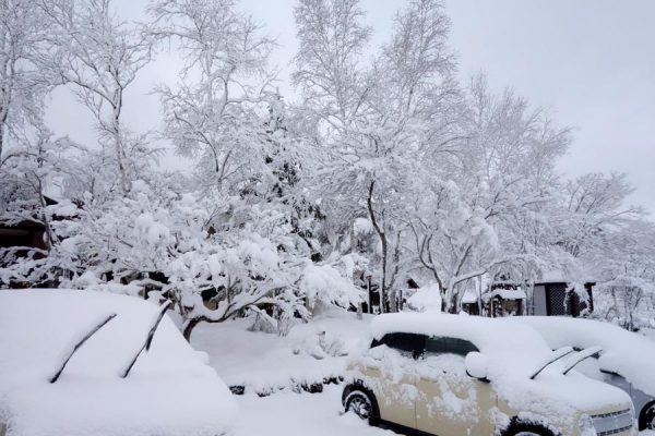 雪の桜