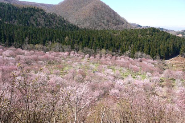 桜峠の桜
