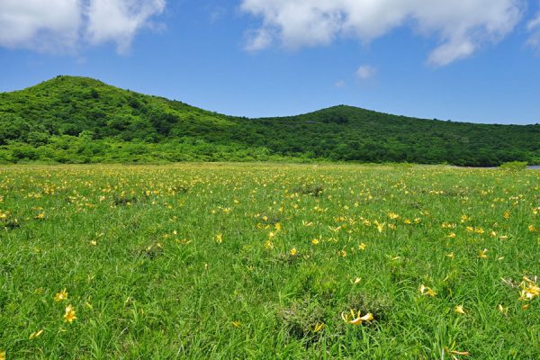 雄国沼のニッコウキスゲ