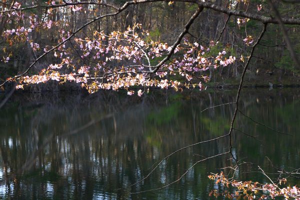 五色沼の桜