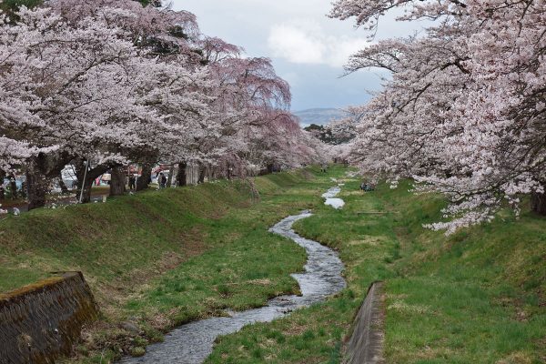 麓の桜が満開/観音寺川