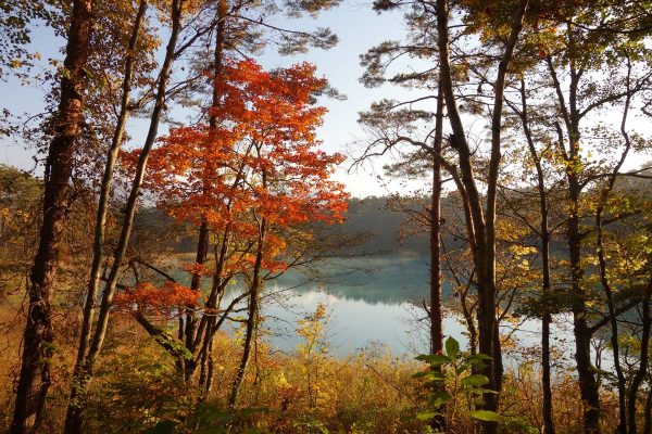 今年の紅葉はどうだろう？