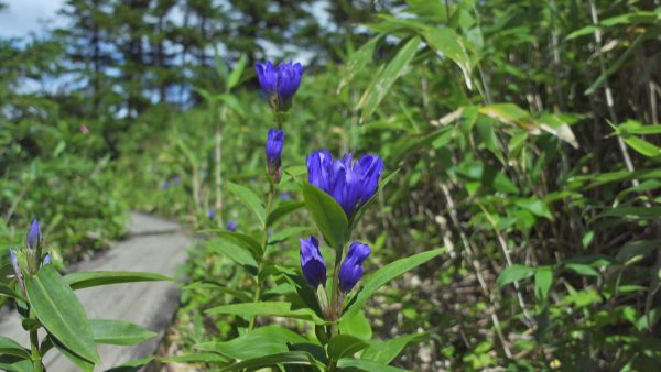 少し秋色になりました。/浄土平