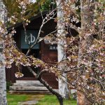 桜が咲きました。