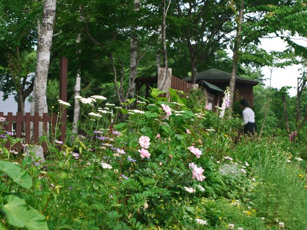 初夏の花