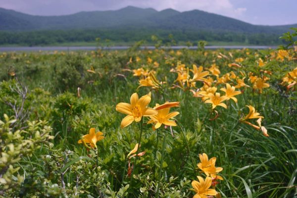 雄国沼のニッコウキスゲ