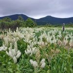 花の饗宴/谷地平湿原・浄土平